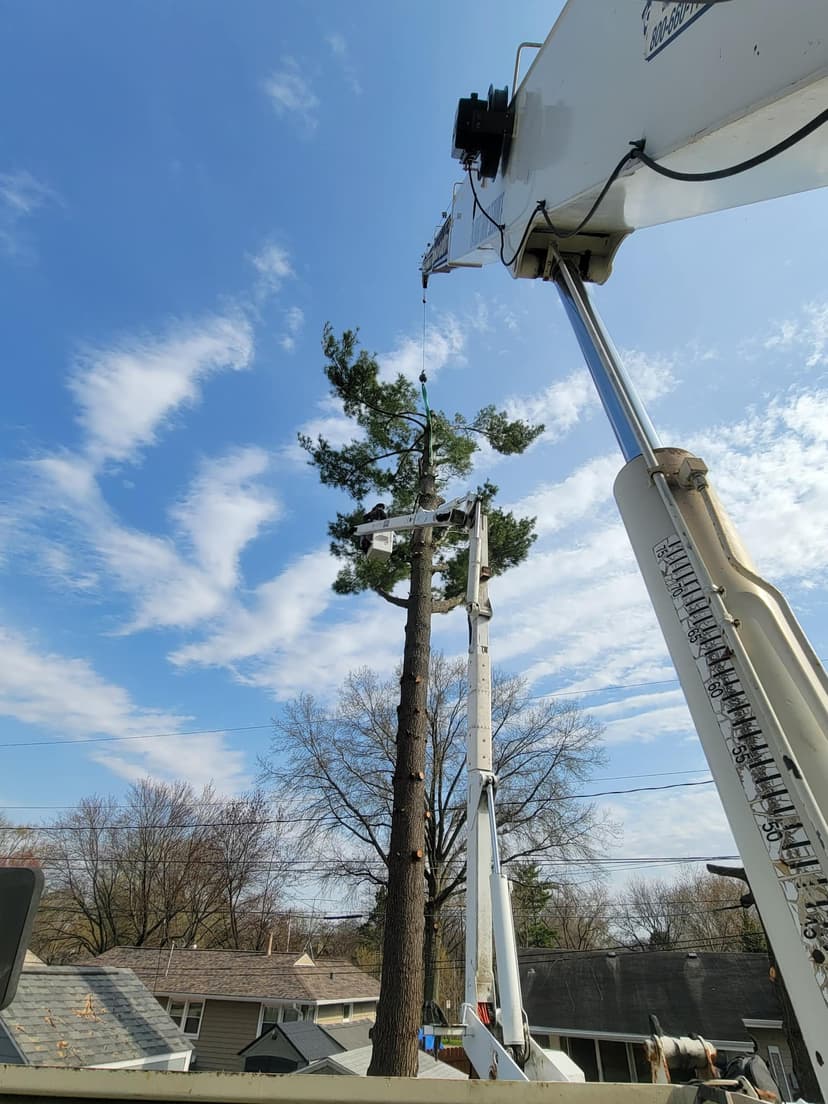Bucket truck trimming tall pine